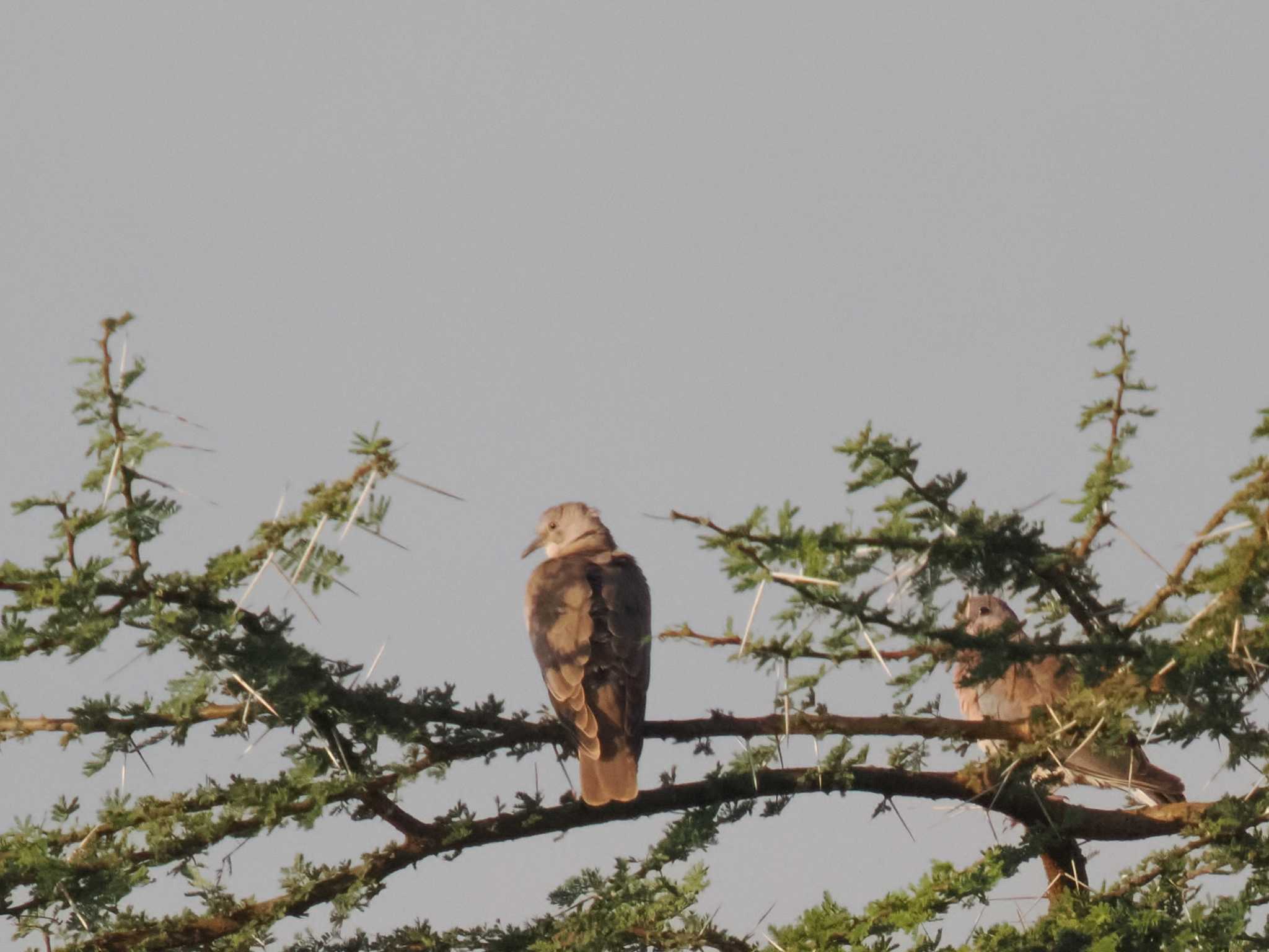 アンボセリ国立公園 ウスアフリカジュズカケバトの写真 by 藤原奏冥