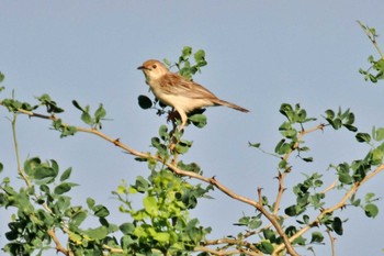 Rattling Cisticola