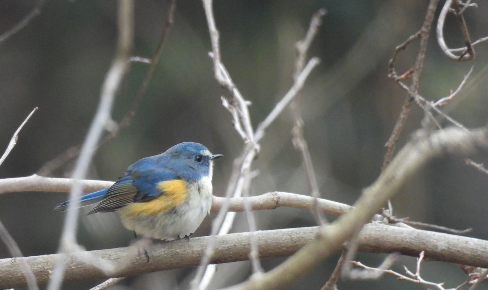 Red-flanked Bluetail