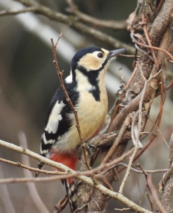 2024年1月12日(金) 海上の森の野鳥観察記録