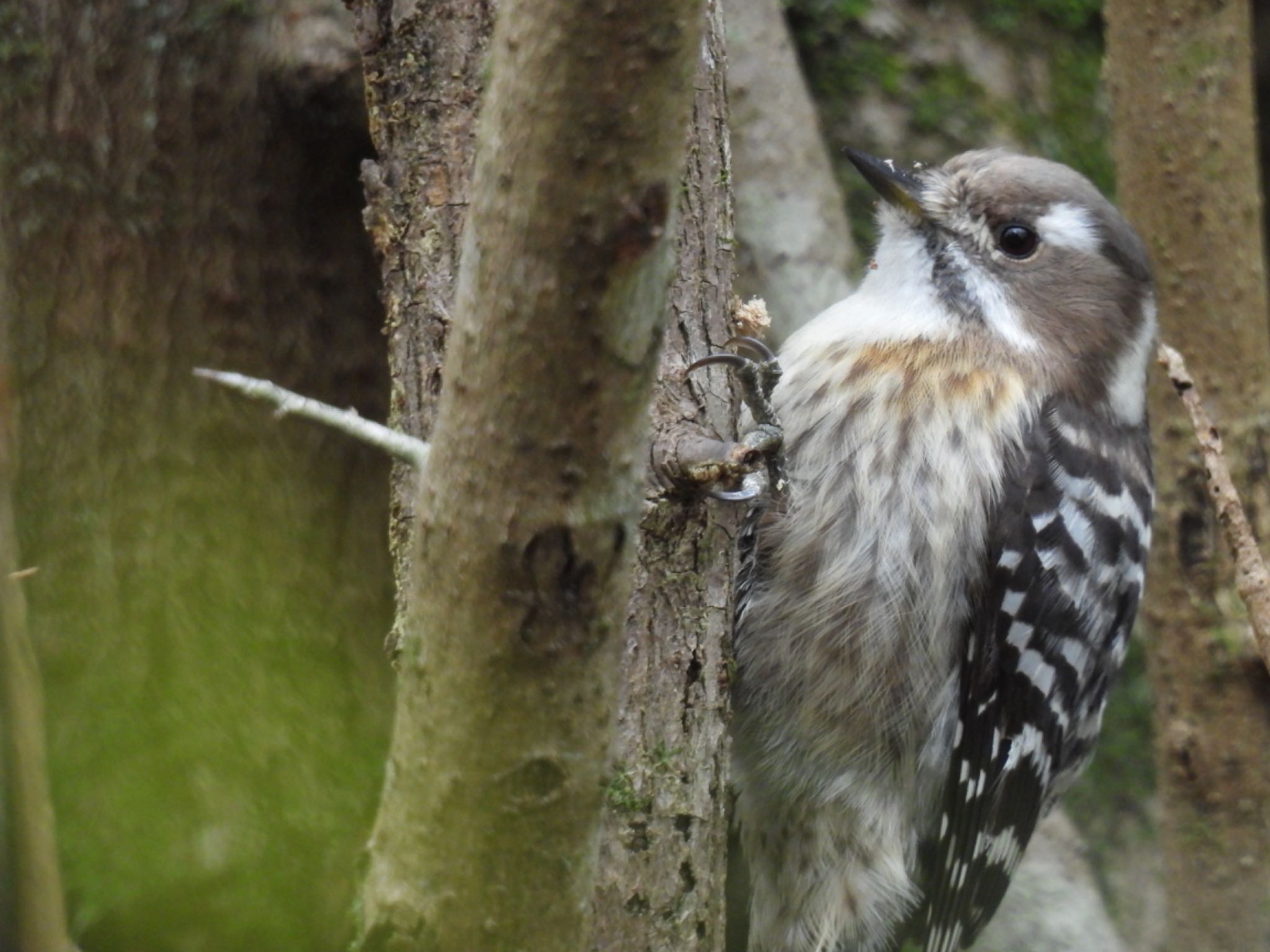 Japanese Pygmy Woodpecker