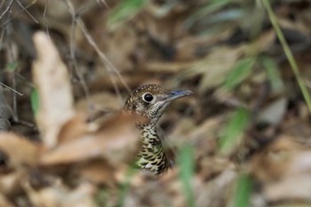 White's Thrush Akigase Park Sat, 1/13/2024