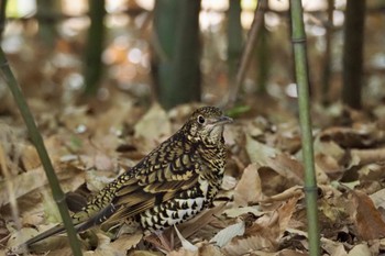 White's Thrush Akigase Park Sat, 1/13/2024