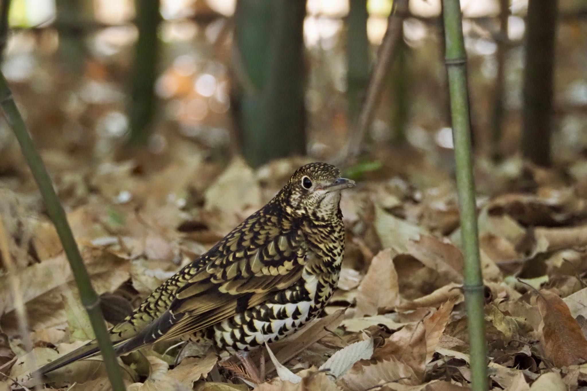 Photo of White's Thrush at Akigase Park by 八丈 鶫