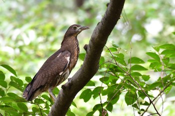 Japanese Night Heron Kyoto Gyoen Sat, 10/7/2023