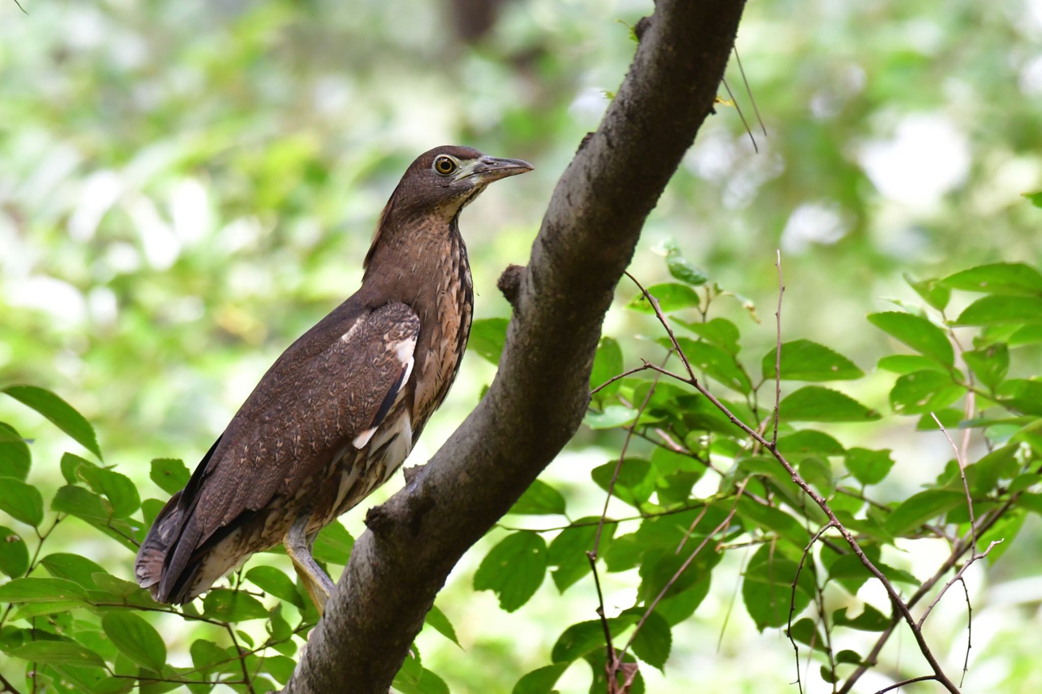 Photo of Japanese Night Heron at Kyoto Gyoen by ひじき