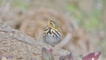 2024年1月13日(土) 馬見丘陵公園の野鳥観察記録