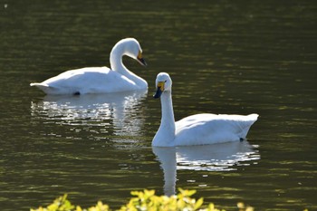 コハクチョウ 越辺川(埼玉県川島町) 2023年11月25日(土)