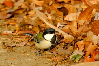 Japanese Tit 金山調節池 Thu, 1/4/2024