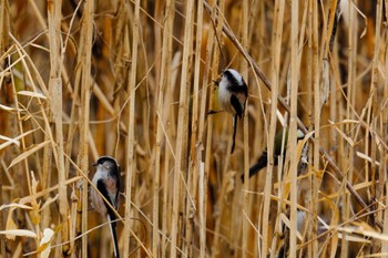 Long-tailed Tit 金山調節池 Thu, 1/4/2024