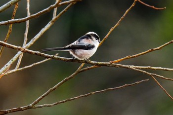 Long-tailed Tit 金山調節池 Thu, 1/4/2024