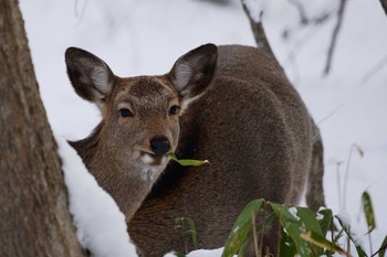 Unknown Species 青葉公園(千歳市) Sat, 1/13/2024