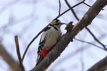 アカゲラ 青葉公園(千歳市) 2024年1月13日(土)