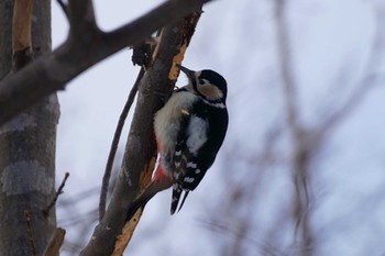 Great Spotted Woodpecker 青葉公園(千歳市) Sat, 1/13/2024