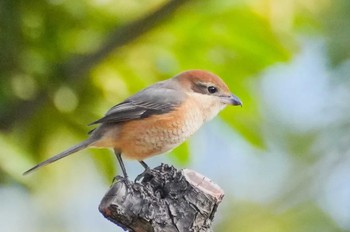 Bull-headed Shrike しながわ区民公園(品川区民公園) Sat, 1/13/2024