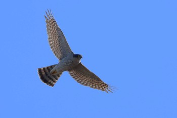 Eurasian Sparrowhawk 愛知県 Sun, 1/7/2024