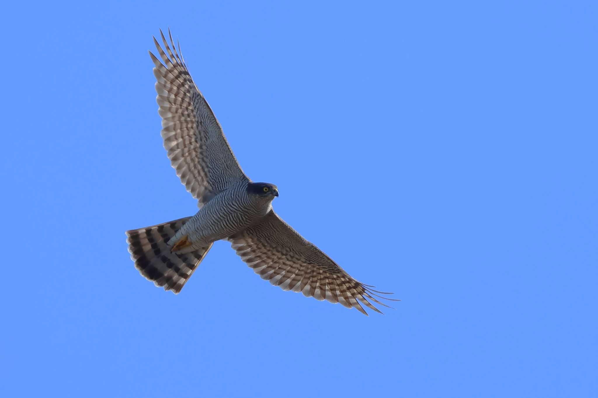 Photo of Eurasian Sparrowhawk at 愛知県 by ma-★kun