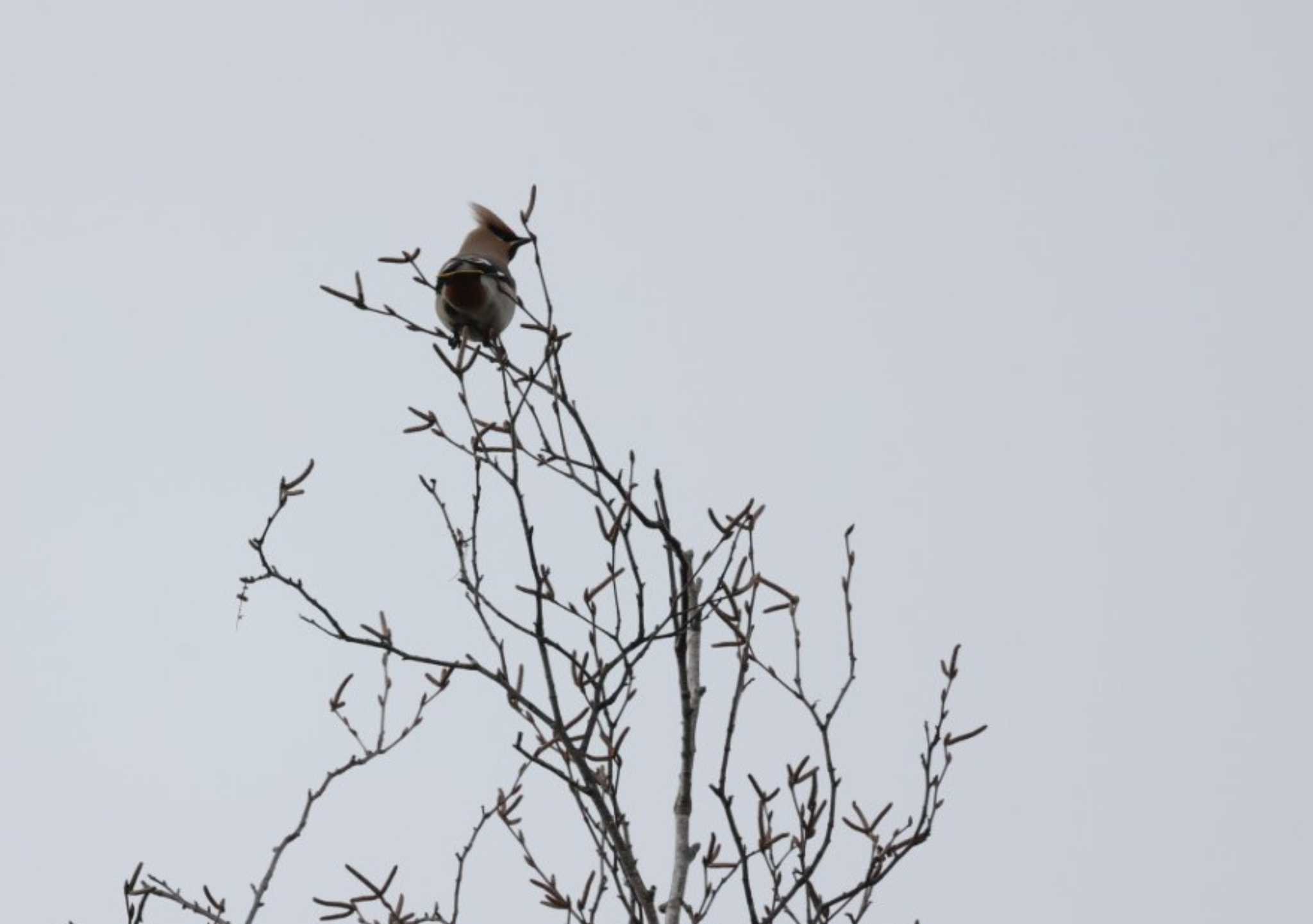 Bohemian Waxwing