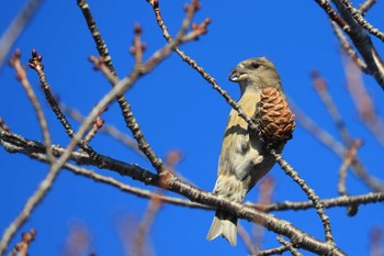 Red Crossbill 北海道 函館市 東山 Sat, 1/13/2024