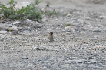 Scaly-breasted Munia Van Long Nature Reserve Tue, 5/2/2023