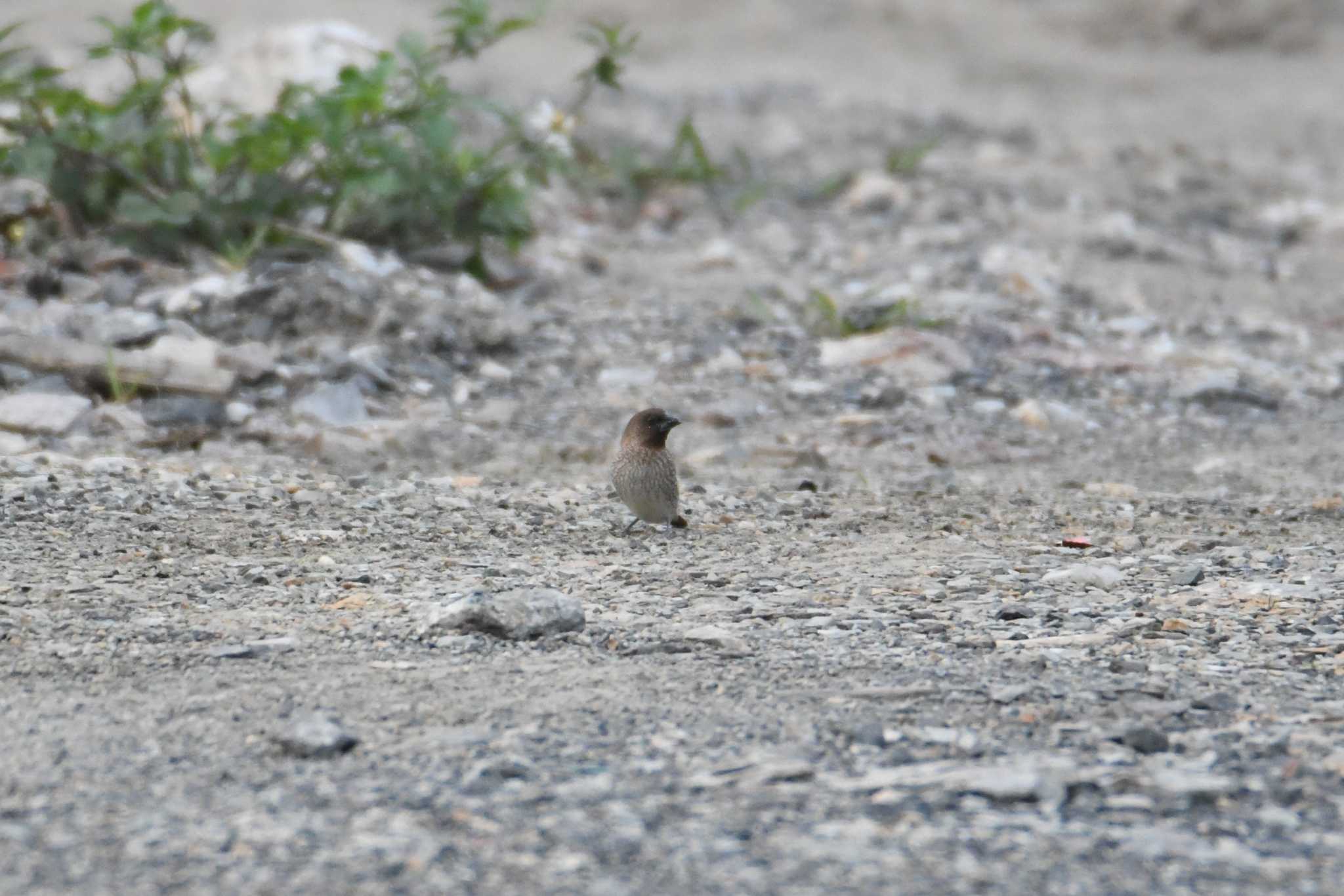 Scaly-breasted Munia