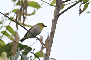 Swinhoe's White-eye Van Long Nature Reserve Tue, 5/2/2023