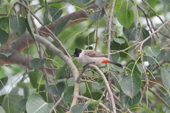 コシジロヒヨドリ Van Long Nature Reserve 2023年5月2日(火)