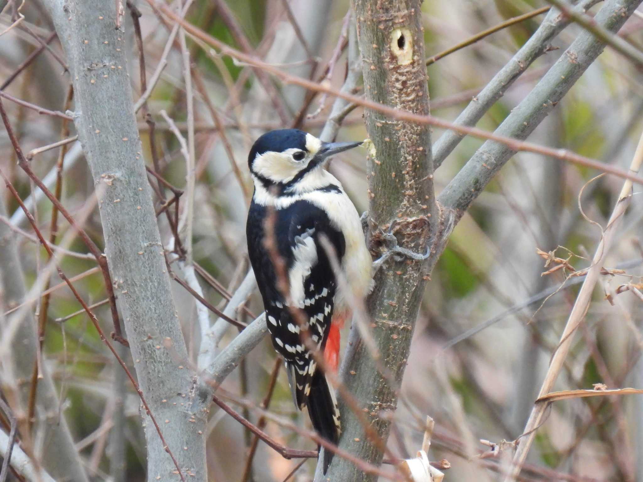 Great Spotted Woodpecker