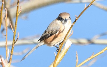 2024年1月10日(水) 多摩川二ヶ領宿河原堰の野鳥観察記録