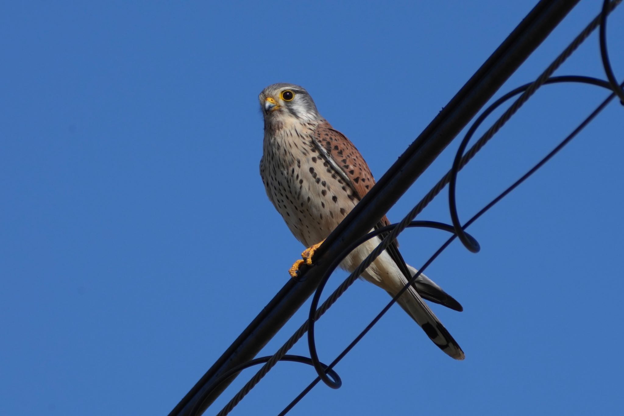 Common Kestrel