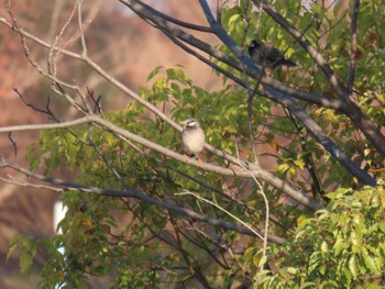 White-cheeked Starling 城北公園 Sat, 1/13/2024