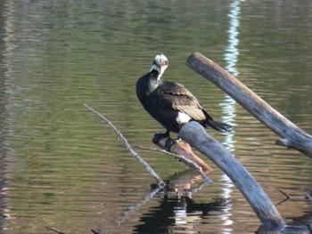 Great Cormorant 城北公園 Sat, 1/13/2024