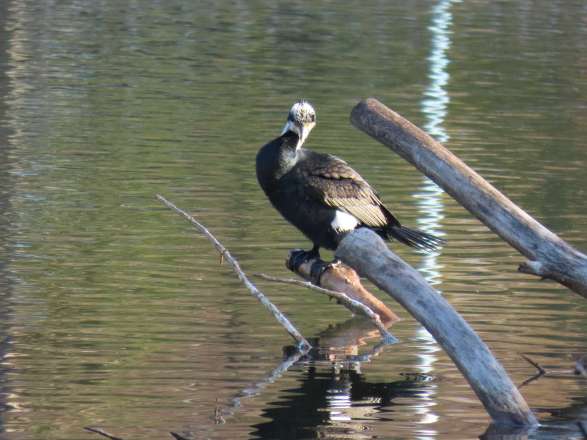Photo of Great Cormorant at 城北公園 by れもん