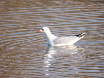 Black-headed Gull 城北公園 Sat, 1/13/2024