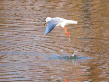 Black-headed Gull 城北公園 Sat, 1/13/2024