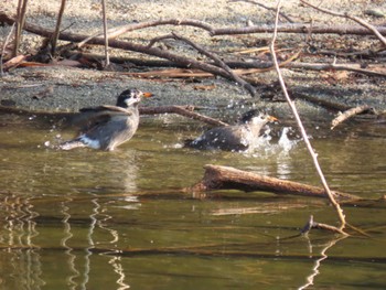 White-cheeked Starling 城北公園 Sat, 1/13/2024