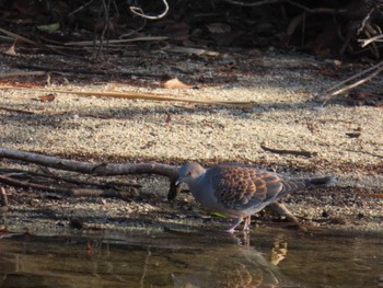 Oriental Turtle Dove 城北公園 Sat, 1/13/2024