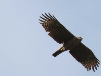 Mountain Hawk-Eagle 長門峡 Sat, 1/13/2024