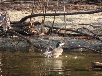 White-cheeked Starling 城北公園 Sat, 1/13/2024