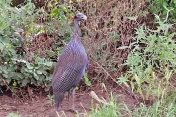 フサホロホロチョウ アンボセリ国立公園 2023年12月28日(木)