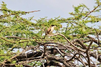 Black-capped Social Weaver Amboseli National Park Thu, 12/28/2023