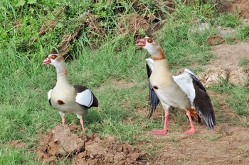 Egyptian Goose Amboseli National Park Thu, 12/28/2023