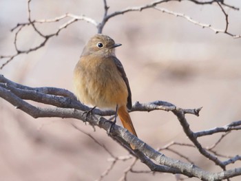 Daurian Redstart Mizumoto Park Sat, 1/13/2024