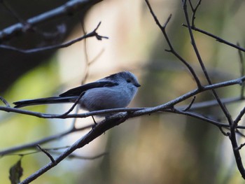 Long-tailed Tit Mizumoto Park Sat, 1/13/2024