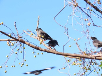 Crested Myna 淀川河川敷 Sat, 1/13/2024