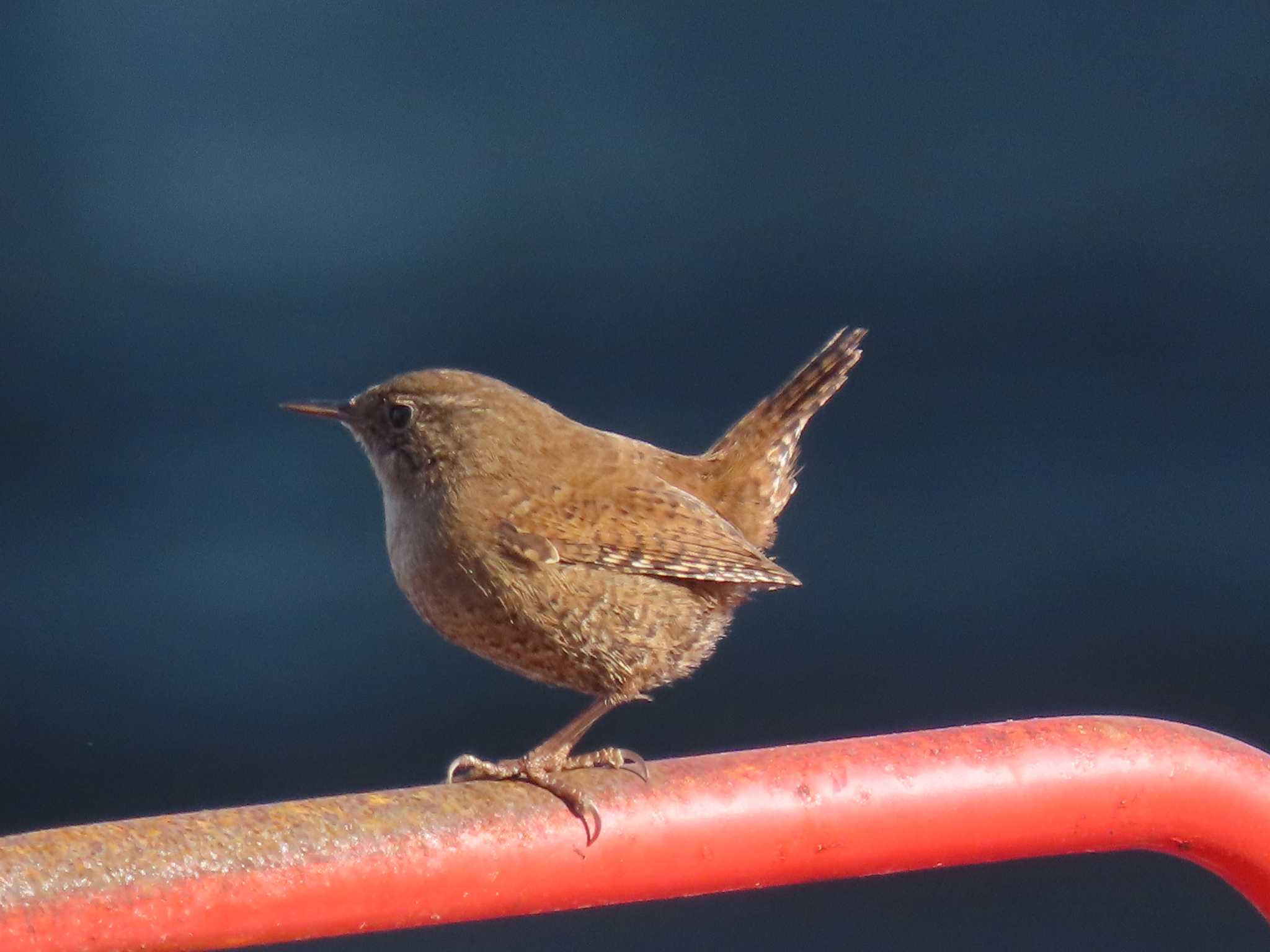 Eurasian Wren