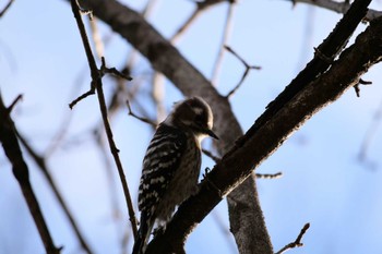 Japanese Pygmy Woodpecker Akigase Park Sat, 1/13/2024