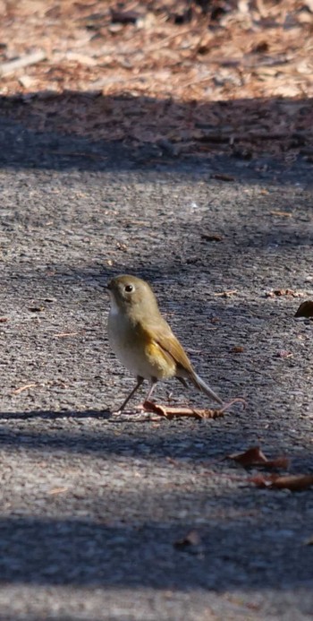 Red-flanked Bluetail Akigase Park Sat, 1/13/2024