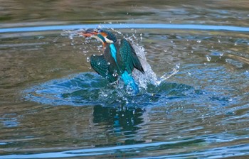 カワセミ 千里南公園 2024年1月13日(土)