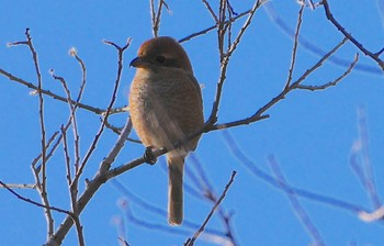 Sat, 1/13/2024 Birding report at 千里南公園